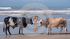 Cows on the beach at Port St Johns on the wild coast, South Africa.  In the background, children bathe in the sea. photo
