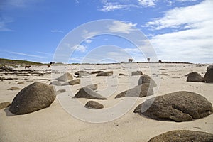 Cows on the beach, St Agnes, Isles of Scilly, England