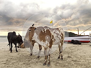 Cows on a beach at sunset, GOA in India.