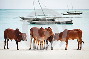 Cows on Beach in Zanzibar.