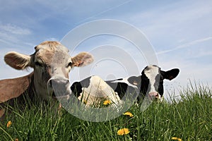 Cows