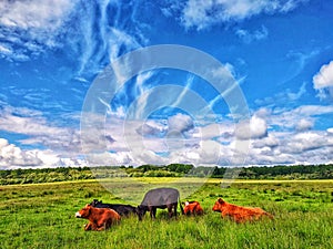 Cows and beautiful sky countryside