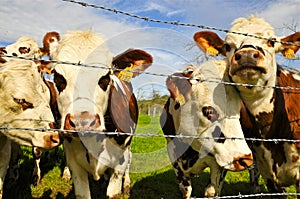 4 Cows behind Barbwire