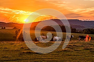 Cows behind a Blazing Sky sunset
