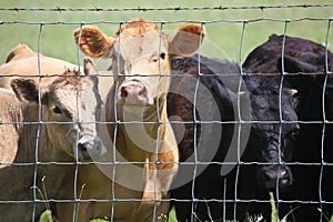 Cows Behind the Fence
