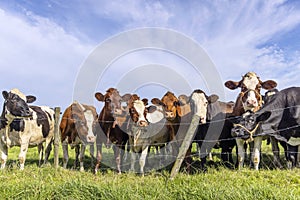 Cows behind fence, standing together waiting, green grass, a herd side by side