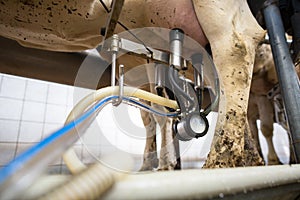 Cows being milked