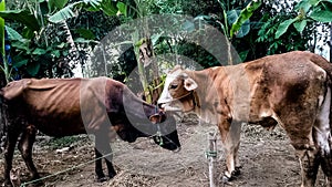 Cows belonging to residents