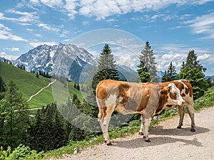 Cows in the Berchtesgaden Alps with Watzmann