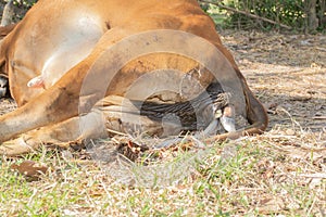 The cows are birth and the sun