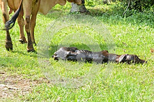 The cows are birth and the sun