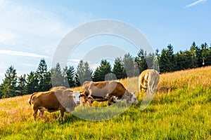 Cows in the Black Forest