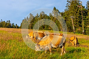 Cows in the Black Forest