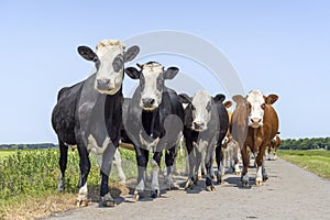 Cows blister head, cow breed known as Groninger Blaarkop, eye patches fleckvieh, black and white and blue, walking on a path photo