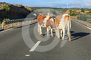 Cows blocking traffic