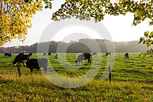 Cows grazing on meadow in Westmalle, Belgium photo