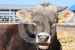 Cows breed Brown Schwitz