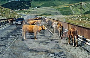 Cows on a bridge