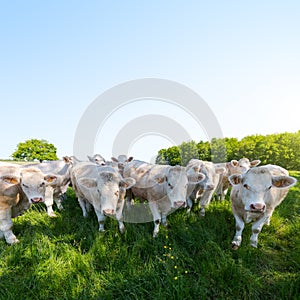 Cows on a bright and sunny day