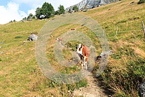 Cows browsing on a footpath on a mountain in the Hohe Tauern Alps, Austria