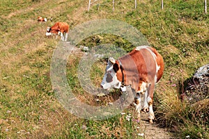 Cows browsing on a footpath on a mountain in the Hohe Tauern Alps, Austria