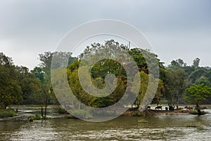 Cows and buffaloes on islet in Kaveri River, India. photo