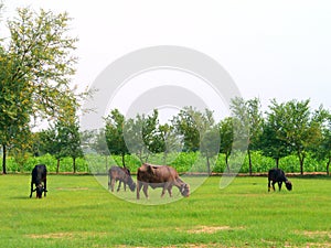 Cows and Buffalos in Fields