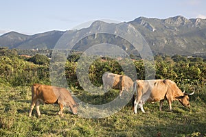Cows at Bufones de Pria; Austurias photo