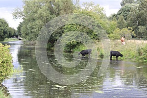 Cows, bullocks drinking from canal in the afternoon, Selby North Yorkshire, Britain, UK
