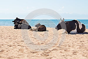 Cows, bulls and calf on sandy beach of sea, ocean. Livestock grazes