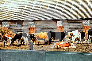 Cows and bulls graze on the farm. a green meadow. A grazing herd of animals - horses,