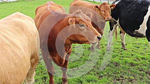 Cows and bulls graze on the field close-up, chewing cud.