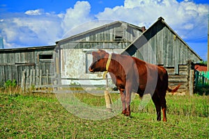 Cows and bulls graze on a green meadow. Grazing herd of animals horses, goats on a