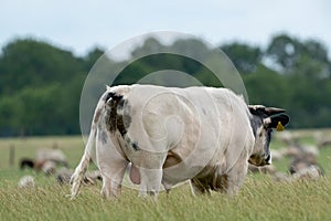 Cows and bulls graze on a pasture in a green meadow, eat fresh grass. White bull in foreground, herd in background. The concept of