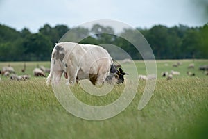 Cows and bulls graze on a pasture in a green meadow, eat fresh grass. White bull in foreground, herd in background. The concept of