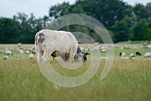 Cows and bulls graze on a pasture in a green meadow, eat fresh grass. White bull in foreground, herd in background. The concept of