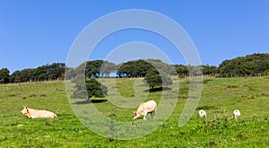 Cows and bulls peacefully eating and resting on green meadow