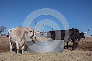 Cows and bulls in Texas farmland