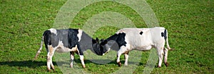 Cows butting heads photo