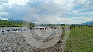 Cows and calf go to the river in the mountains.