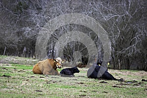 Cows and calf loafing in winter pasture