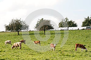 Cows and calf in meadow. summer rural scene with free animals in farm