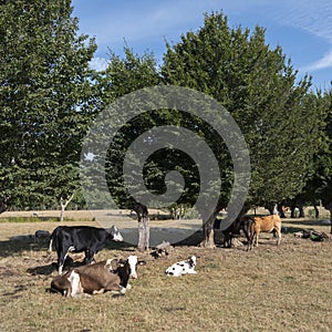 Cows and calf in the north of france near saint-quentin and valenciennes photo