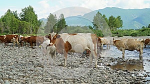 Cows and calfs stand on the river bank,