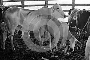 Cows and calves in the corral