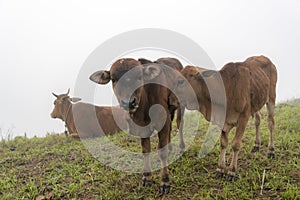 Cows and calves on the farm with dense fog background at dawn part 3