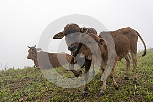 Cows and calves on the farm with dense fog background at dawn part 4