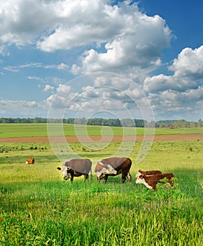 Cows and calves in a Field