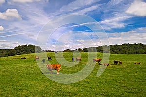 Cows and calves in field