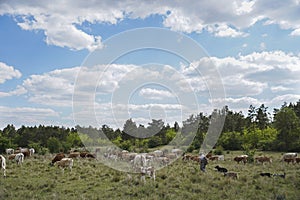 Cows and calves graze on a grassy meadow next to a forest. The shepherd is watching them.